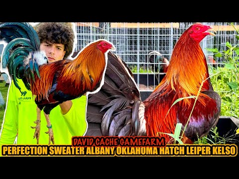 Perfection Sweater Albany Oklahoma Hatch Leiper Kelso ~ DAVID CACHE GAMEFARM