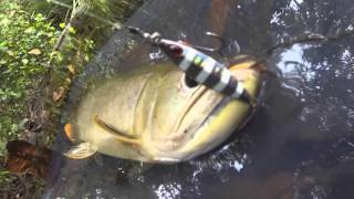 Download lagu Freshwater Micro Jigging With Storm Gomoku Koika Jig mp3