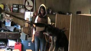 Diesel first time up on bite box