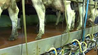 Cows being milked Glynn Farm Co Antrim N.Ireland