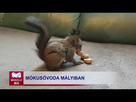 Videó előnézet