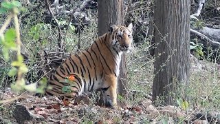 preview picture of video 'Tigers of Pench National Park, M.P., India'