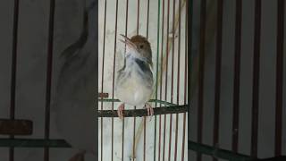 Download lagu burung ciang ciang jantan gacor #shortsfeed mp3 Download lagu burung ciang ciang jantan gacor #shortsfeed mp3