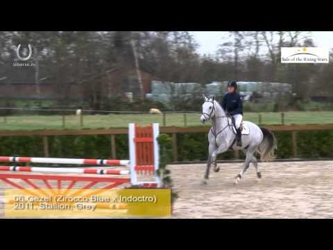 SOLD 06 Gezel (Zirocco Blue VDL x Indoctro), stallion, born 2011