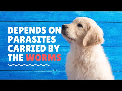 How long after Deworming will your puppy poops worms ?