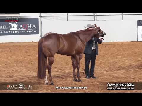 2025 3-Year-Old Stallions World Champion