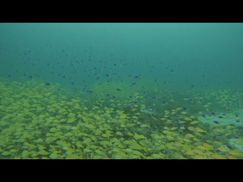 The Reef and Pereybere Aquarium where we Discover Scuba Diving in Mauritius