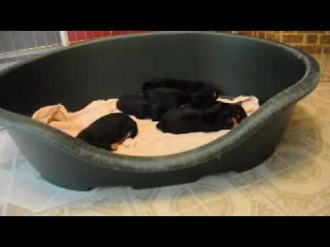Rescue Pups - 4 wks old, Beagle mix - Tesa's pups