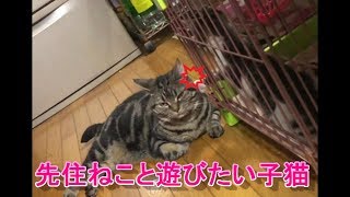 どうしても先住ねこと遊びたい子猫としっぽであやす優しい先住ねこさん