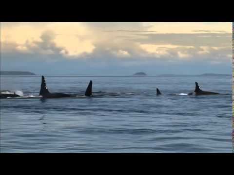 Blackfish - Official 15 Second Movie Trailer HD - Trailer Puppy
