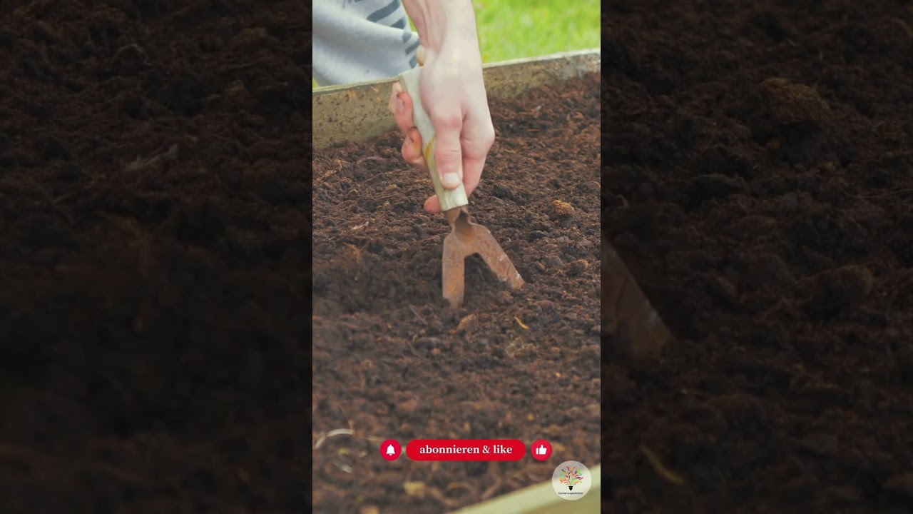 Beet matschig? In 30 Sekunden weißt du: Verdichtung oder normal! - Gartenexpedition #shorts