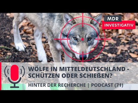 Wölfe in Mitteldeutschland: Schützen oder Schießen? | Podcast MDR Investigativ | MDR