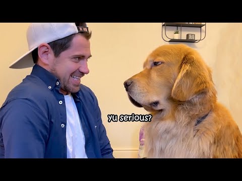 Quand votre chien se rend compte que vous ne partagez pas votre goûter 🤣funny dog video