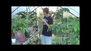 New Interesting Plants In My Greenhouse and Update