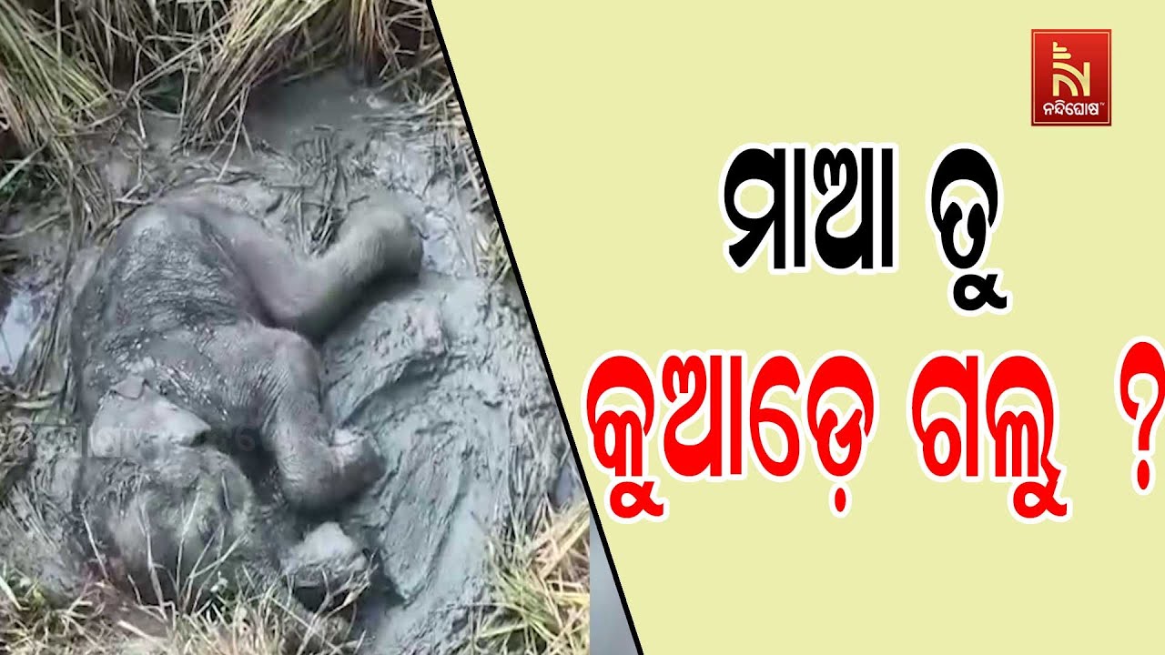 Viral Video of Baby Elephant Stuck in Mud; Rescue Ops Underway | କାଦୁଅରେ ଛଟପଟ ହେଉଛି ଛୁଆ ହାତୀ .