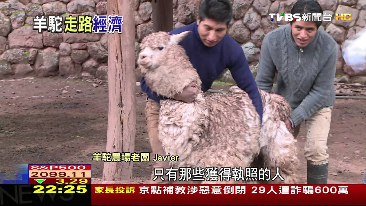 羊駝「會走路的黃金」　秘魯最賺錢國寶動物