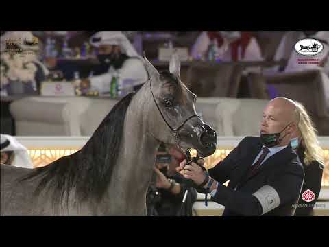 N 34 ROSE KAS   Katara International Arabian Horse Festival   Fillies 2 Years Old Class 2B