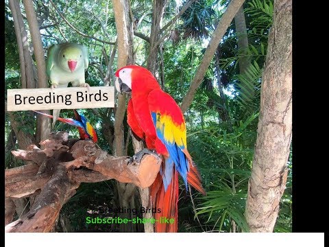 Colorful Macaw Parrots - Stunning Birds From Breeding Birds 4k video