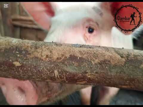 SAN CRISTÓBAL BOLÍVAR 🇨🇴