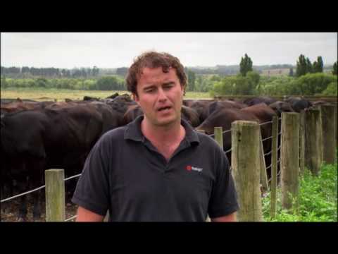 Wagyu Beef for Firstlight Foods