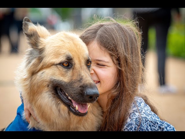 Vidéo 900 vies transformées : un hommage à Handi’chiens id:UG3Z5PKHKFc