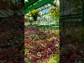 Government Botanical Garden Ooty Botanicalgarden Ooty India Southindia Tamilnadu Ytshort