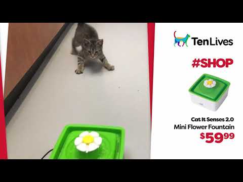 Cat It Mini Fountain v1