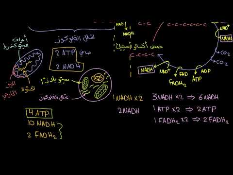 الصف العاشر الأحياء التنفس الخلوي حلقة كريبس  دورة حمض الستريك