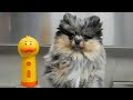 This Pomeranian Puppy Has WAY Too Much Attitude