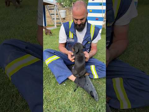 Kakva radost🐾 #cute #cutebaby #cutedog #doberman #puppy #dogshorts #doglife #dog #fyp #shorts