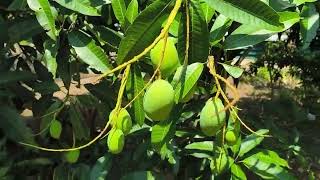 Download lagu Pokok kuini kawin vs kuini tanam biji mp3 Download lagu Pokok kuini kawin vs kuini tanam biji mp3