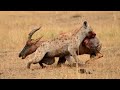 Hyena Killed Topi Antelope Hyena Antelope