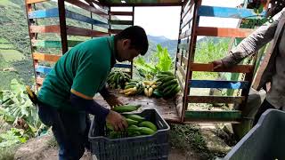 Comercializadora de banano criollos sas