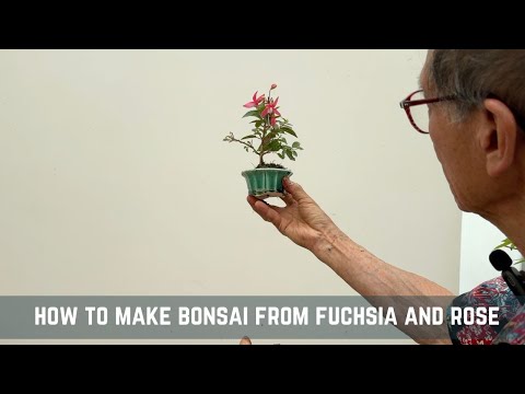How to Make Bonsai from Fuchsia and Rose