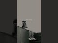 Koi Bharosa Nhi Karta Sad Line Status Sad Boys Whatsapp Status Broken Heart