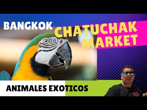 , title : '"Chatuchak Market el Mercado de Animales Exóticos: Una Experiencia No Tan Amigable"'
