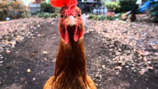 Chicken - Ike & Tina Turner