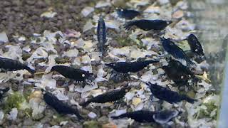 Neocaridina Davidi var. Blue Dark GE