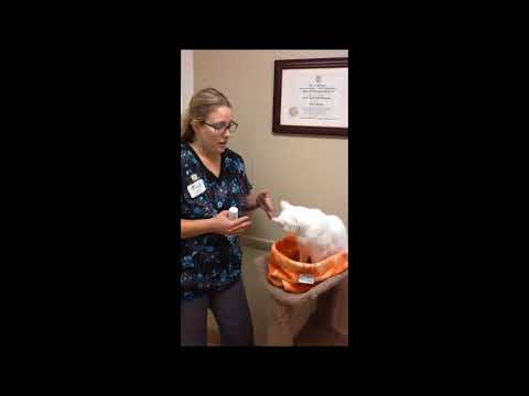 How to give laxatone to cats- Rockford Animal Hospital