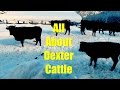 All About Dexter Cattle