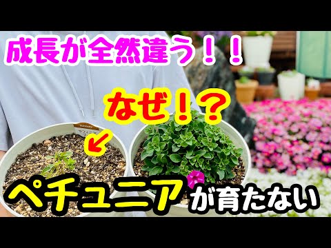 園芸 ペルシャヒョウモン