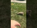 Cavapoo dogs for sale: Cookie - Video 1