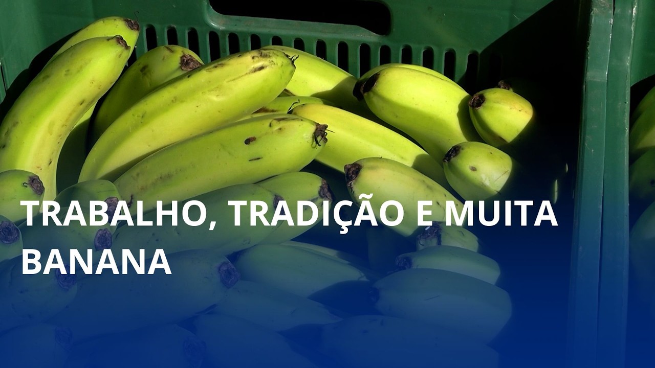 🍌 Do pé à mesa: a força da bananicultura em Apiúna