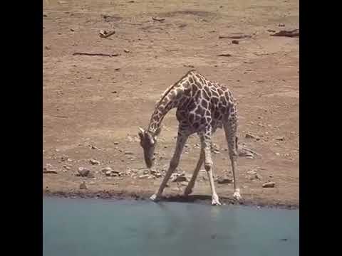 Steam Community :: Video :: Как пьет жираф