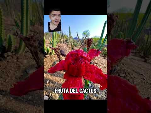 Dato Curioso de Zacapa