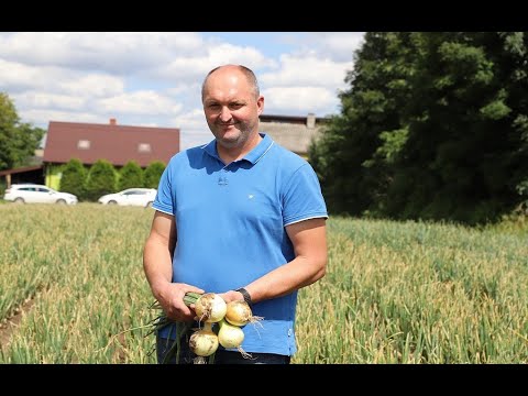 Uprawa cebuli 2021 w Małopolsce - Tomasz Marian o MiteMine