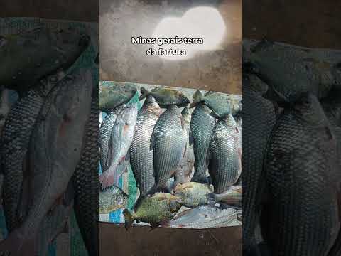 #gratidão #minasgerais #planura #farturanaroça #fartura #roça #pescariaemminas #vidasaudavel