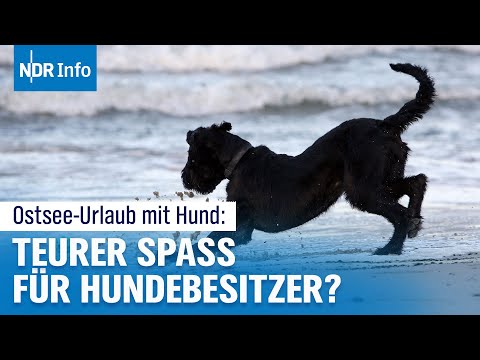 Urlaub mit Hund: So teuer wird jetzt dein Ostsee-Trip! | NDR Info