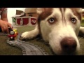 Laika doesn't like Thomas the Tank Engine - laikathehusky Laika doesn't like Thomas the Tank Engine