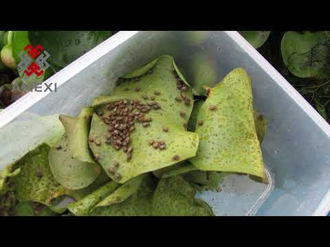 ¿Sabías que hay plantas que secan los ríos y lagos? ¿Cuáles son y cómo se combaten? (Parte 2) 